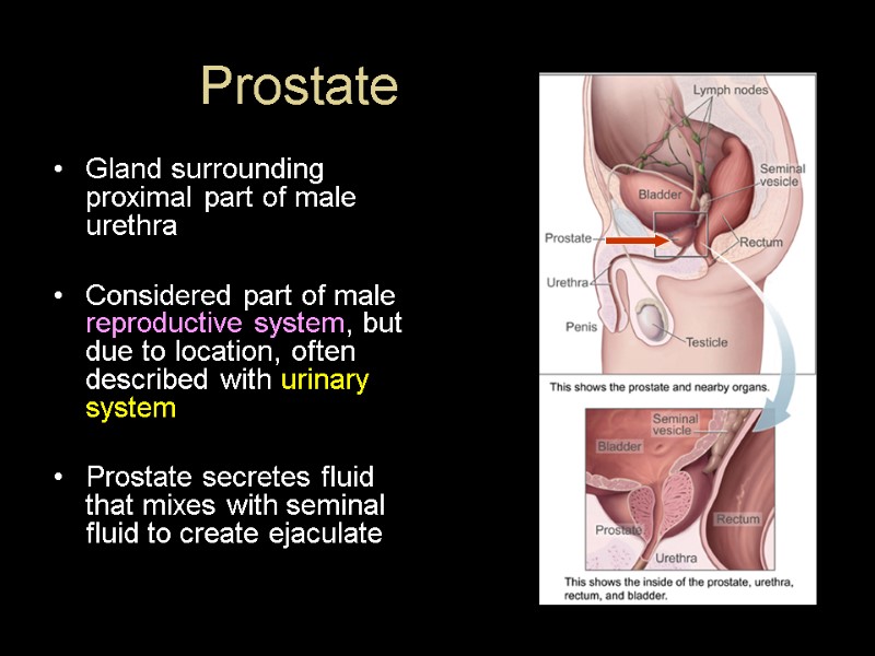 Prostate Gland surrounding proximal part of male urethra   Considered part of male